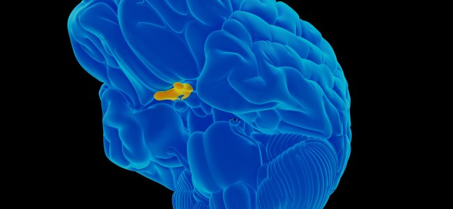 Hemianopsia and diseases of the optic chiasma