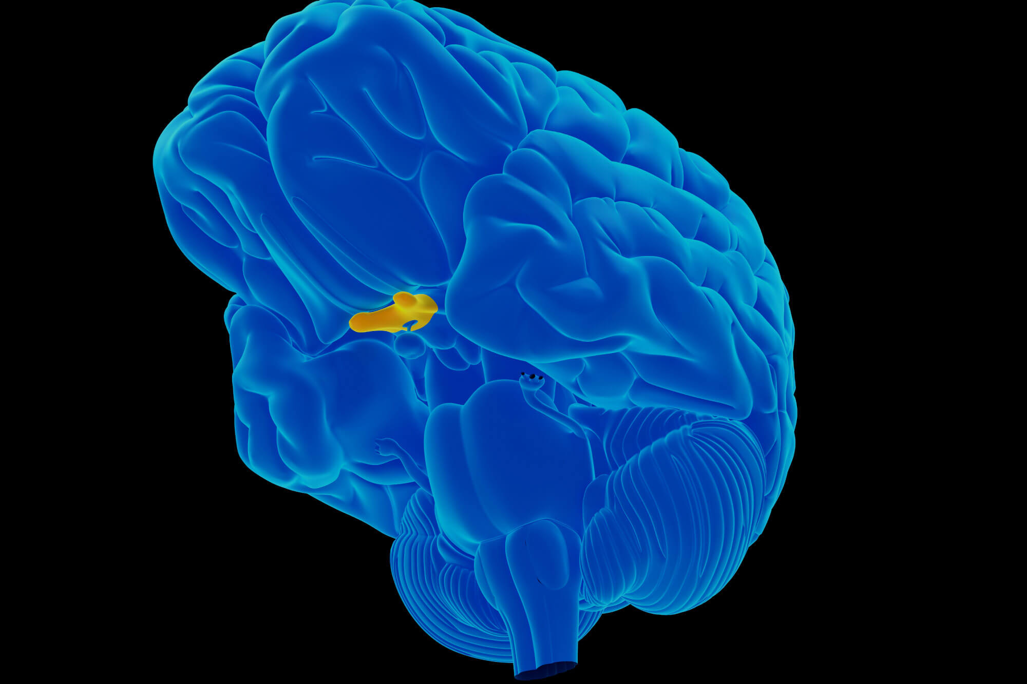 Chiasma ottico posizione cervello