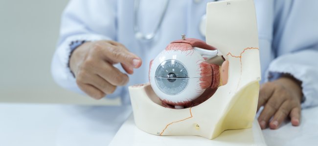 Dottore indica rappresentazione occhio umano