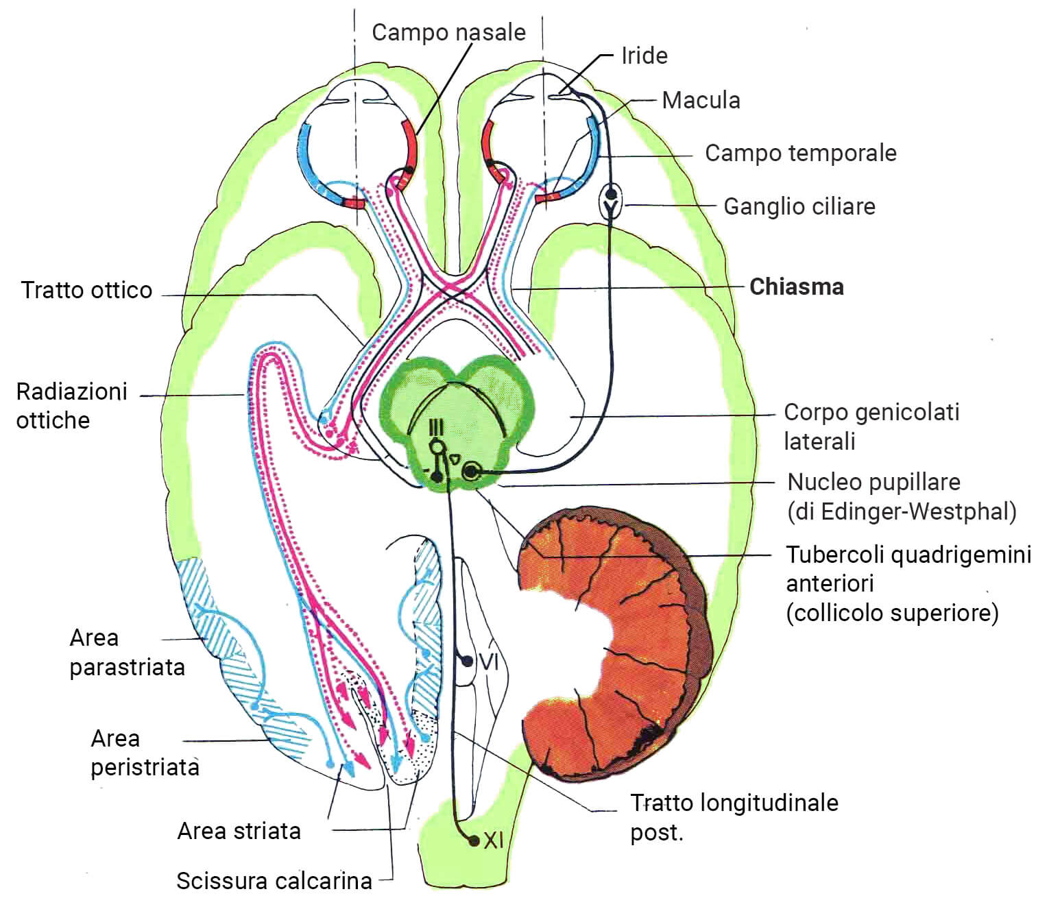 Emianopsia in relazione ad altre patologie Emianopsia