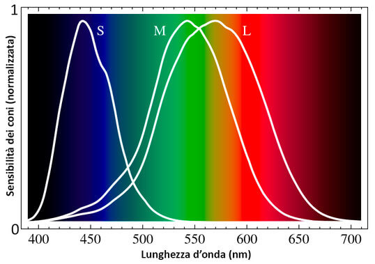 Figura 1: curve normalizzate di risposta dei coni alle lunghezze d'onda dello spettro visibile
